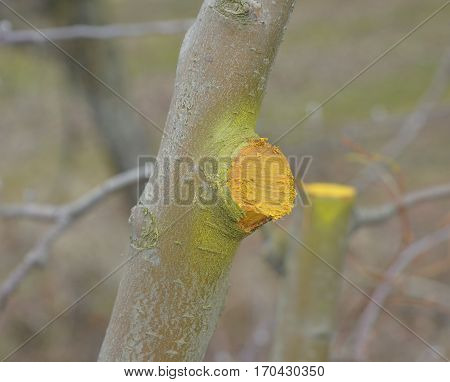 Winter Pruned And Protected Apple Tree