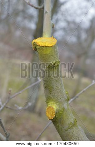 Winter Pruned And Protected Apple Tree