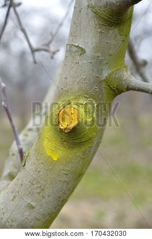 Winter Pruned And Protected Apple Tree