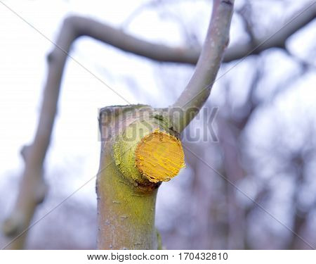 Winter Pruned And Protected Apple Tree