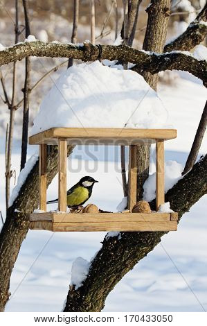 Chickadees (Paridae) is sitting on handmade bird-feeder with crumbs and nuts winter scene