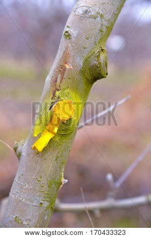 Winter Pruned And Protected Apple Tree