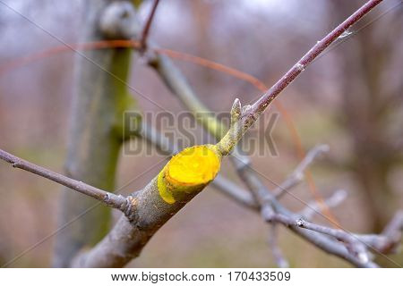 Winter Pruned And Protected Apple Tree