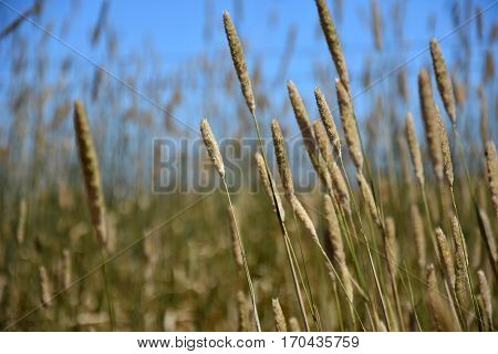 Ryegrass field on a sunny day. Ornamental garden grasses decorative light brown grass .