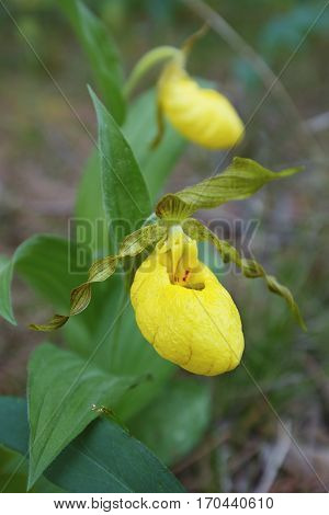 Yellow Lady's Slipper Blooming In June