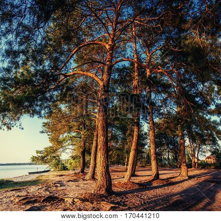 pine tree in the sand on the beach.