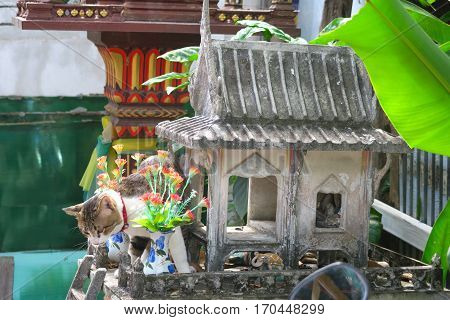 Cat in a small shrine in Thailand