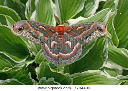 Silkworm nachtvlinder