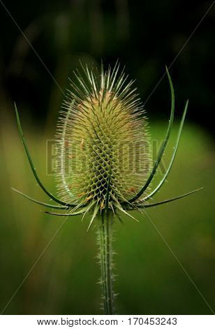 A very large thistle blossom stands on the meadow