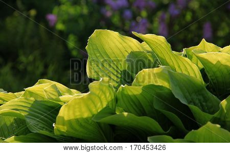 Large light green leaves are illuminated by sunlight