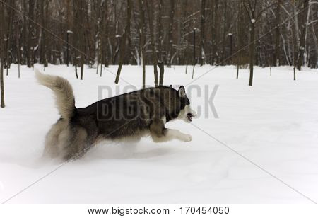 husky snow winter beautiful proud animal wild dog wolf snow great running leaps through the snow