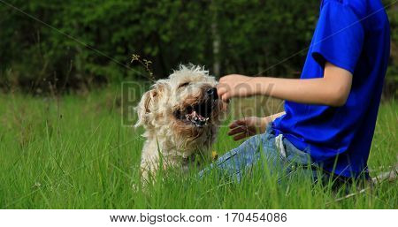 Child and dog play on the meadow in the sunlight