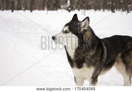 husky snow winter beautiful proud animal wild dog wolf snow great