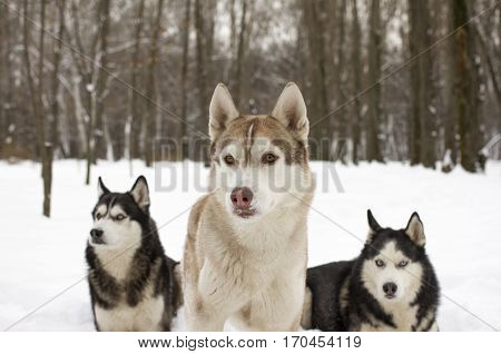 trio husky snow winter beautiful proud animal wild dog wolf snow great