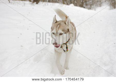 husky portrait snow winter beautiful proud animal wild dog wolf snow great