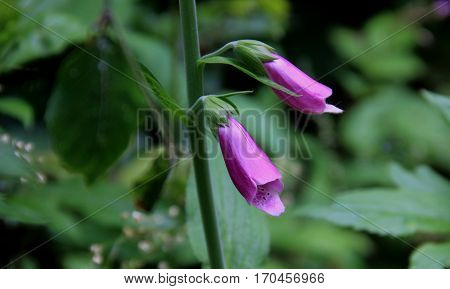 A pink-colored poisonous beauty at the edge of the forest