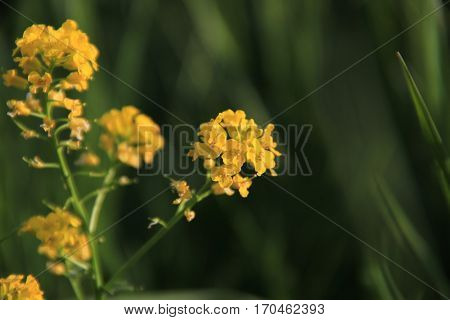 A yellow plant in the sunlight of the summer