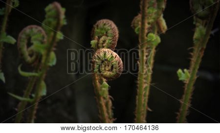Herbranching plant in the light and shade of the forest