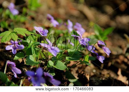Violet-colored soft flowers on the forest floor