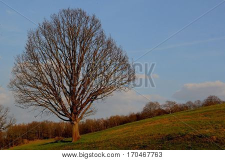 A lonely big leafless tree on a meadow