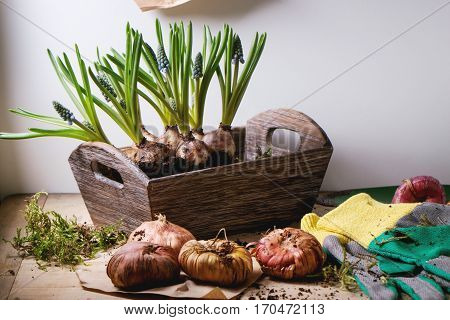 Garden Tools And Flower Bulbs