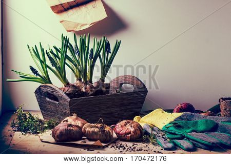 Garden Tools And Flower Bulbs