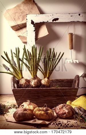 Garden Tools And Flower Bulbs