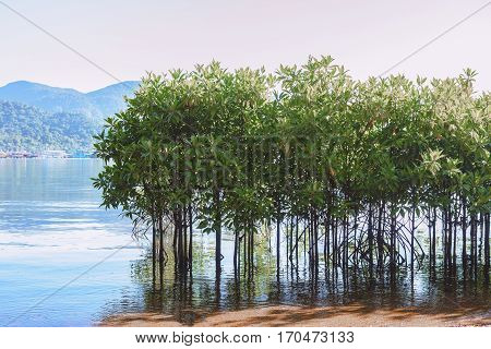 Mangroves growing in shallow sea Bang-Bao Bay in Koh Chang Island Trat Province Thailand.