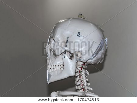 Skeleton head model with bare bones on display