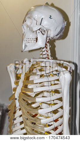 Model of human skeleton with bare bones