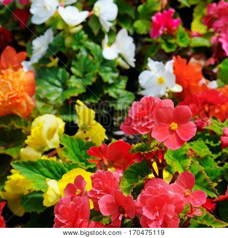 Bright background of blooming begonias. Focus on the foreground. Shallow depth of field