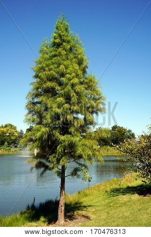 A Japanese cedar tree (Cryptomeria japonica) stands next to a small, man-made lake in Joliet, Illinois during September.