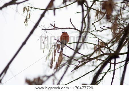Beautiful red bright bird Eurasian common Bulfinch Pyrrhula Pyrrhula sitting on tree branches in winter city park posing on white sky background