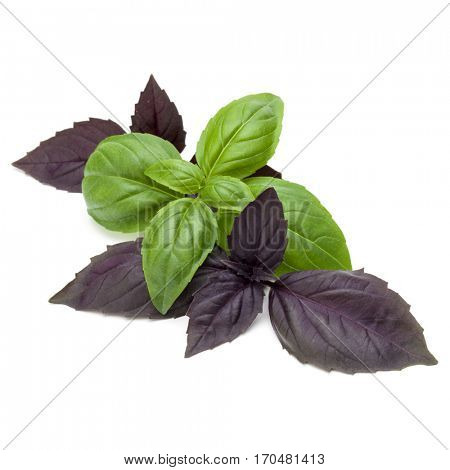 Close up studio shot of fresh green and red basil herb leaves mix isolated on white background. Sweet Genovese basil and Purple Dark Opal Basil.