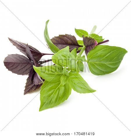 Close up studio shot of fresh green and red basil herb leaves mix isolated on white background. Sweet Genovese basil and Purple Dark Opal Basil.