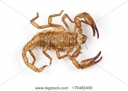 Isolated photo of brown scorpion's pelt on white background