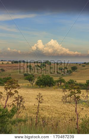 RURAL LANDSCAPE SUMMER. Alta Murgia National Park: Cornfield topped by clouds.Apulia (ITALY).Typical Apulian countryside of Murgia's plateau.