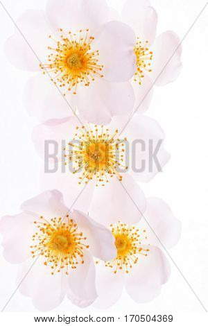 wild roses