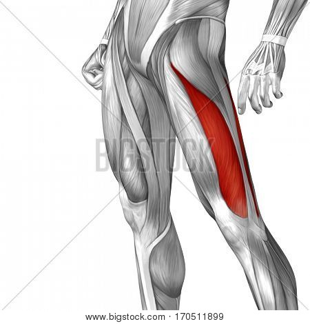 Concept conceptual 3D illustration human upper leg anatomy or anatomical and muscle isolated on white background metaphor to body, tendon, fit, foot, strong, biological, gym, fitness, health medical