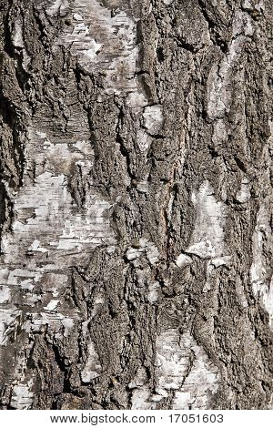 colpo di dettaglio delle texture di corteccia di betulla albero