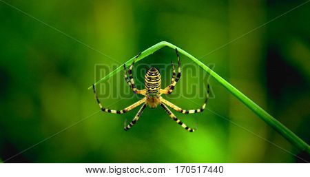 A yellow-black spider hangs on a blade of grass