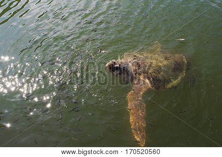 Sea turtle. Spread over Mediterranean coasts The most important spawning area is Dalyan Turkey