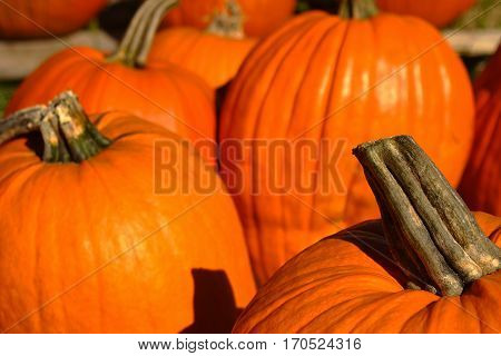 Pick me says the pumpkin in the foreground