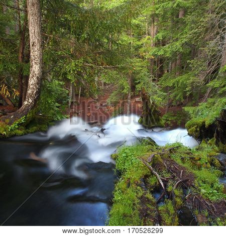 The silky white water of Clear water Creek in Douglas County in Western Oregon as it flows through the forest trees and mossy logs then over the falls on a summer day.