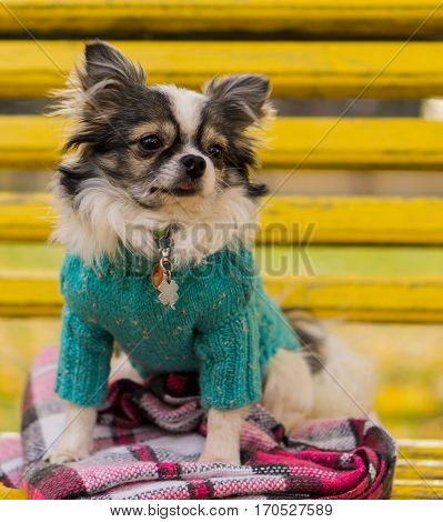 Longhair Chihuahua dog wearing blue pullover sitting on yellow bench with pink checkered plaid. Autumn in park. Horizontal, copy space, close up.