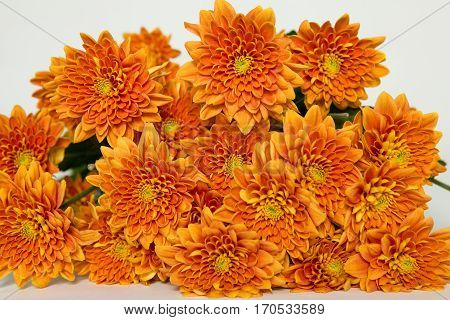 Chrysanthemum Bartoli, orange chr bouquet, narancs krizantém csokor, krizi