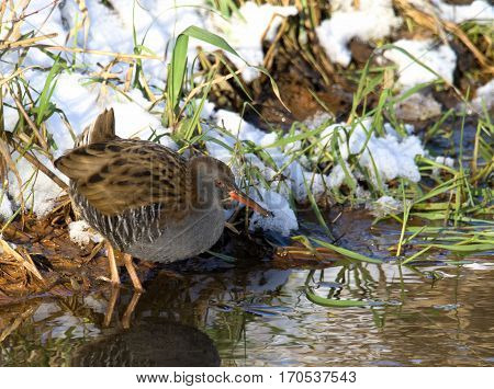 Water Rail searching for food ( Rallus aquaticus )