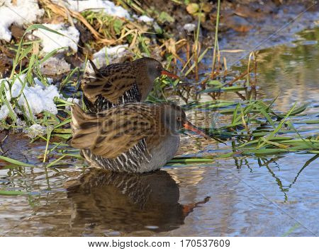Water Rail searching for food ( Rallus aquaticus )