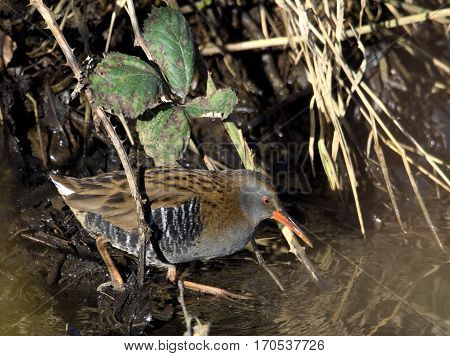Water Rail searching for food ( Rallus aquaticus )