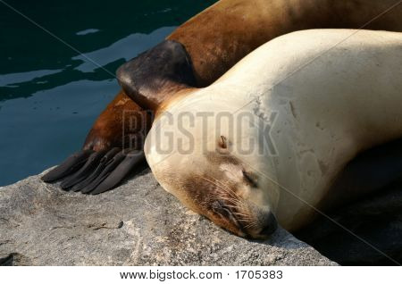 Sea Lion Napping